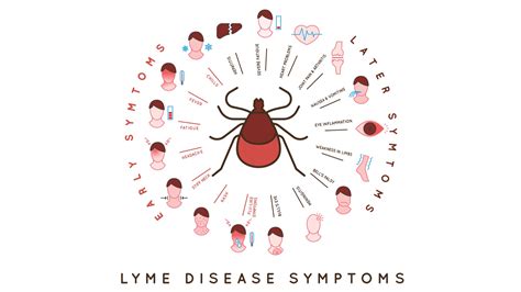 These are the standard treatment for early-stage Lyme disease. . Allicin lyme disease treatment